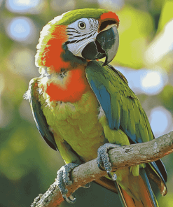 Red Shouldered Bird Diamond Painting