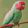 Ringneck Parrot Birds Diamond Painting