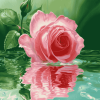 Rose Blossoms Water Diamond Painting