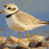 Sand Piping Plover Birds Diamond Painting