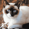 Siamese Snowshoe Kitty Diamond Painting