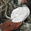 Silver Pheasant Bird Diamond Painting