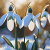 Snowdrops Blossoms Diamond Painting