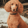 Standard Poodle Puppy Diamond Painting