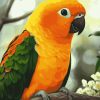 Sun Conure Parrot Diamond Painting