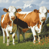 Swiss Simmental Calf Diamond Painting