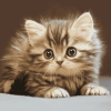 Tabby Persian Kitten Diamond Painting