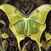 The Lunar Moth Insects Diamond Painting