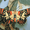 Tiger Moth Butterfly Diamond Painting