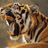 Tiger and Leopard Roaring Diamond Painting