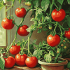 Tomato Plants Art Diamond Painting