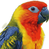 Tropical Lory Parrots Diamond Painting