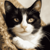 Tuxedo Cat Beauty Diamond Painting