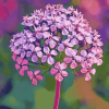 Valerian Blossoms Diamond Painting