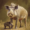 Warthog Piggy Diamond Painting