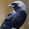 Western Jackdaw Bird Diamond Painting