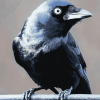 Western Jackdaw Fowl Diamond Painting