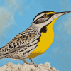 Western Meadowlark Birds Diamond Painting