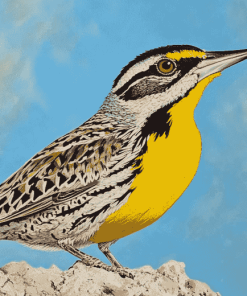 Western Meadowlark Birds Diamond Painting