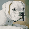 White Boxer Puppy Diamond Painting