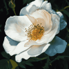 White Cherokee Rose Blossoms Diamond Painting