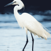 White Egret Bird Diamond Painting