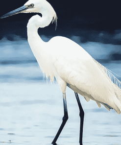 White Egret Bird Diamond Painting