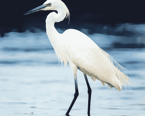 White Egret Bird Diamond Painting