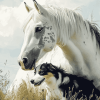 White Horse and Mini Aussie Friendship Diamond Painting