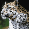 White Leopard and Baby Wildlife Diamond Painting