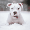 White Staffy in Winter Diamond Painting