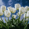 White Tulips Blossom Diamond Painting