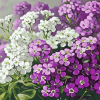 White and Purple Alyssum Blossoms Diamond Painting