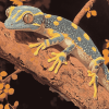 Wild Gecko Reptile Diamond Painting