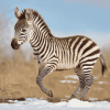 Wild Zebra Baby Diamond Painting