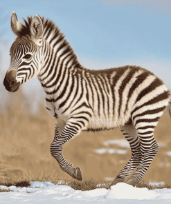 Wild Zebra Baby Diamond Painting