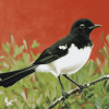 Willie Wagtail Birds Diamond Painting