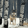 Wolf Among Birches Diamond Painting