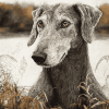 Wolfhound Puppy Diamond Painting