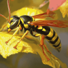 Yellow Jacket Insect Diamond Painting