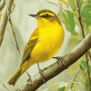 Yellow Kentucky Warbler Birds Diamond Painting