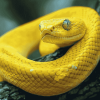 Yellow Snake Diamond Painting