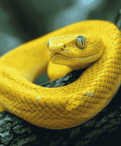 Yellow Snake Diamond Painting