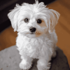 Adorable Maltese Puppy Diamond Painting