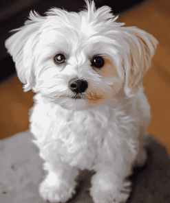 Adorable Maltese Puppy Diamond Painting