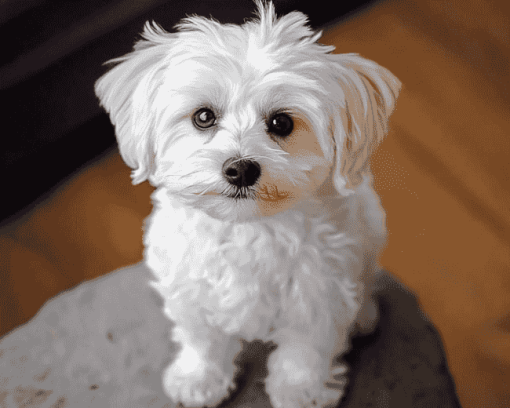 Adorable Maltese Puppy Diamond Painting