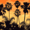 Aesthetic Palm Trees Diamond Painting