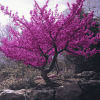 Aesthetic Redbud Trees Diamond Painting