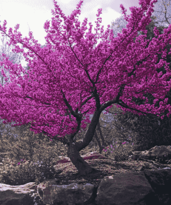 Aesthetic Redbud Trees Diamond Painting