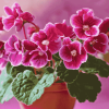 African Violets and Roses Diamond Painting